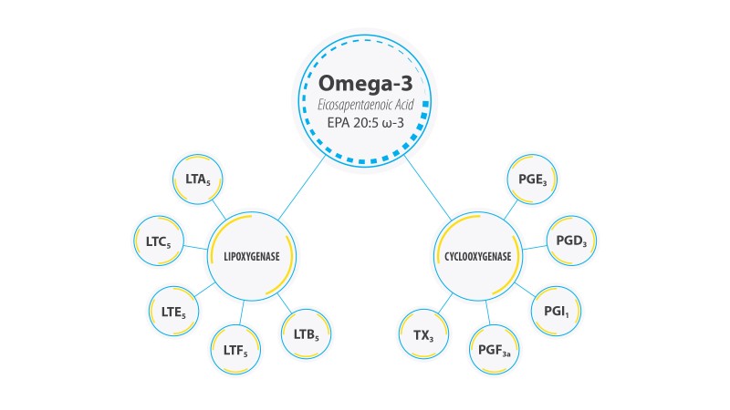 omega3_diagram_8